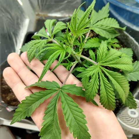 Ultimate growlog timeline photo