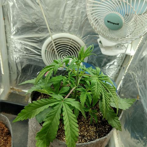 Ultimate growlog timeline photo