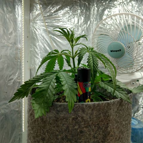Ultimate growlog timeline photo