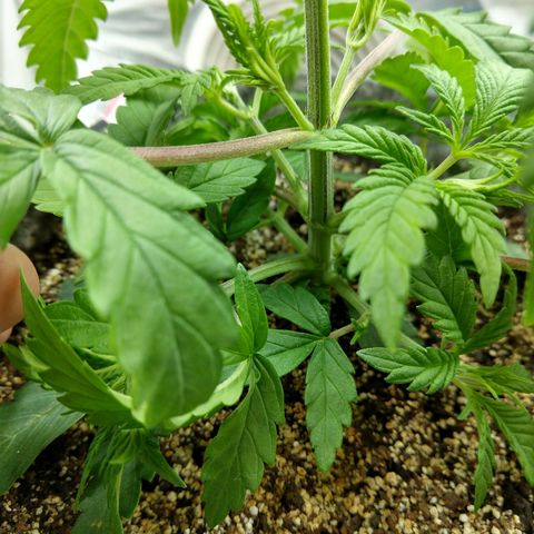 Ultimate growlog timeline photo