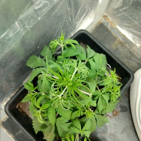 Ultimate growlog timeline photo