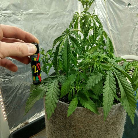 Ultimate growlog timeline photo