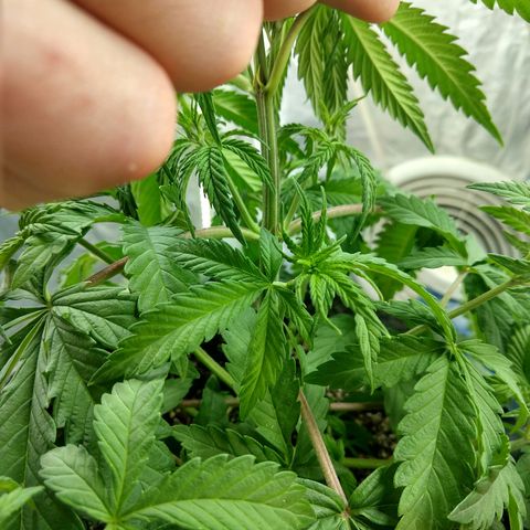 Ultimate growlog timeline photo