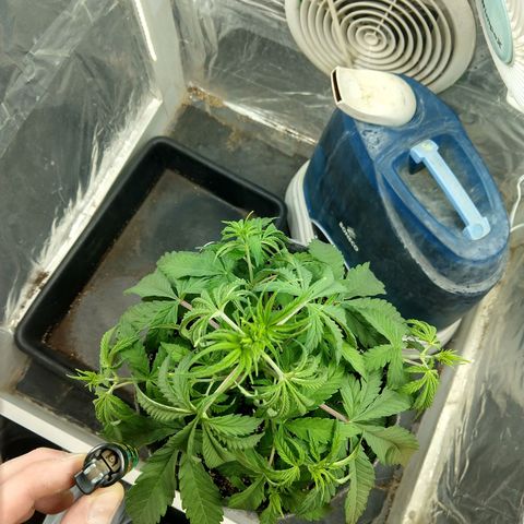 Ultimate growlog timeline photo