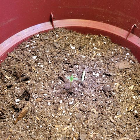 White Widow Red growlog timeline photo