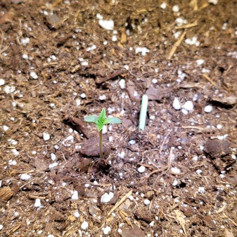 White Widow Red growlog timeline photo