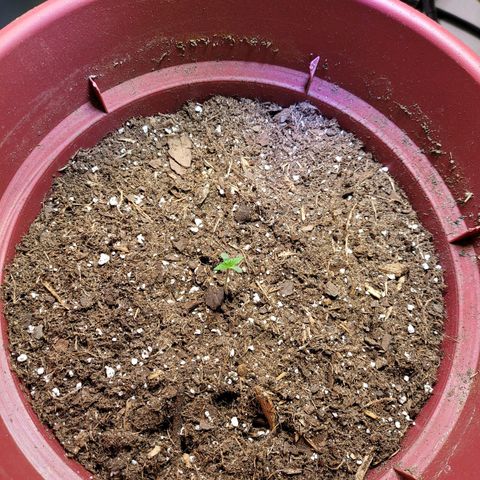 White Widow Red growlog timeline photo