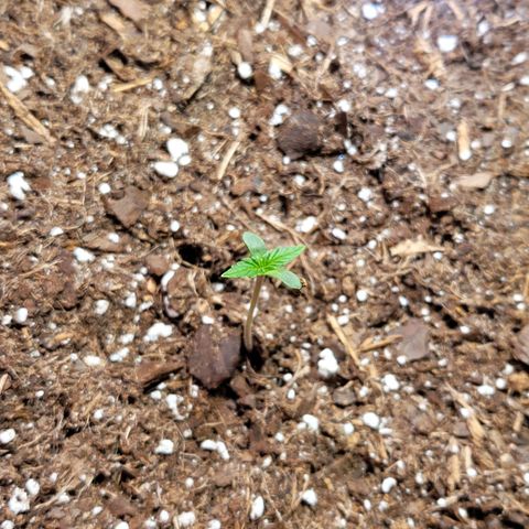 White Widow Red growlog timeline photo