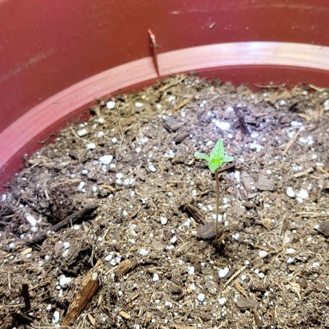 White Widow Red growlog timeline photo