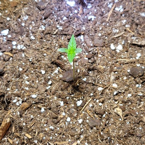 White Widow Red growlog timeline photo