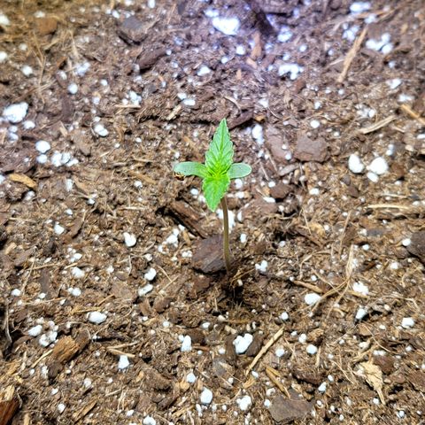 White Widow Red growlog timeline photo