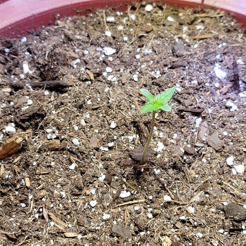 White Widow Red growlog timeline photo
