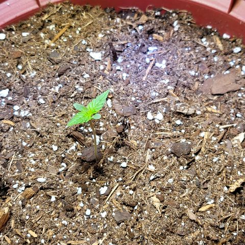 White Widow Red growlog timeline photo
