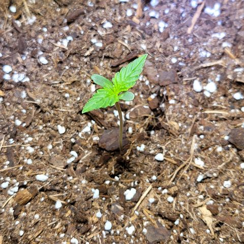 White Widow Red growlog timeline photo