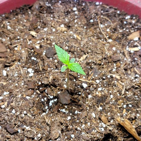 White Widow Red growlog timeline photo