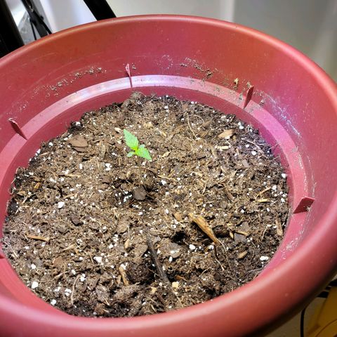 White Widow Red growlog timeline photo