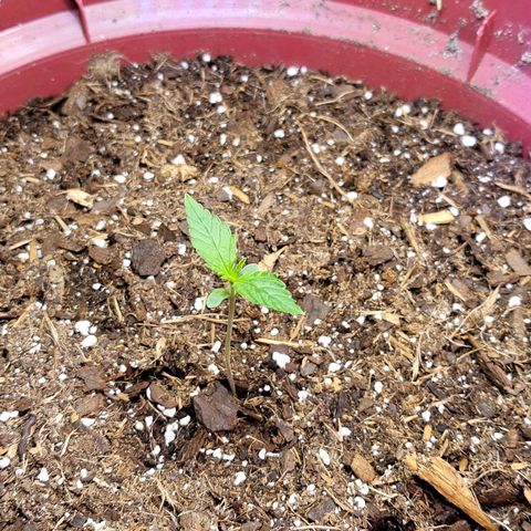 White Widow Red growlog timeline photo