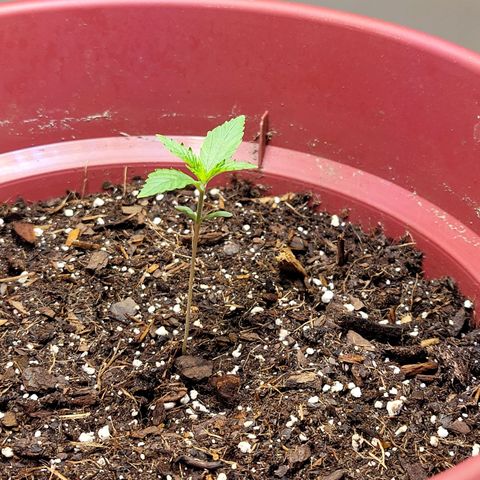 White Widow Red growlog timeline photo