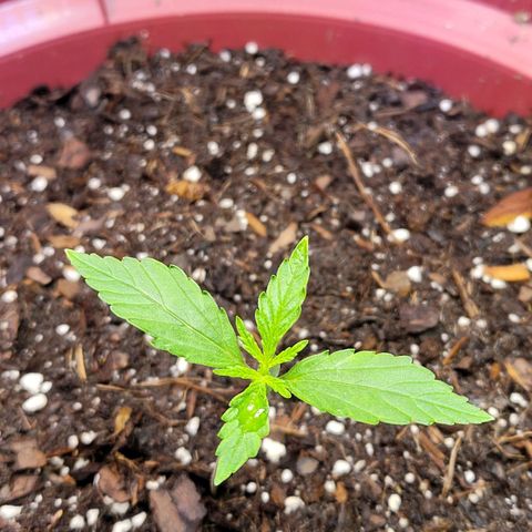 White Widow Red growlog timeline photo