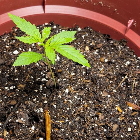 White Widow Red growlog timeline photo