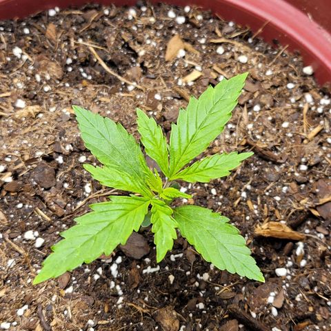 White Widow Red growlog timeline photo