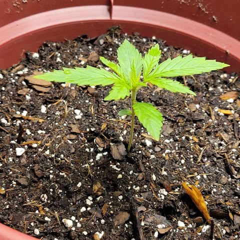 White Widow Red growlog timeline photo