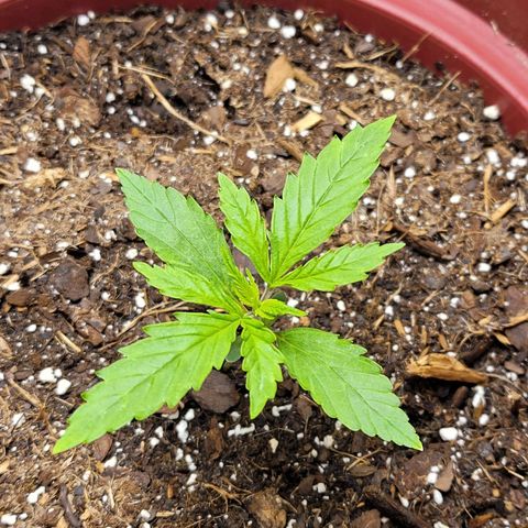 White Widow Red growlog timeline photo