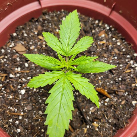 White Widow Red growlog timeline photo