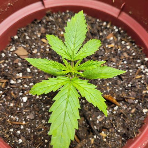 White Widow Red growlog timeline photo