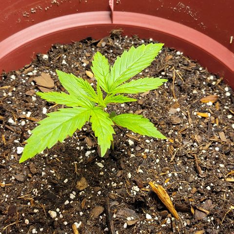 White Widow Red growlog timeline photo
