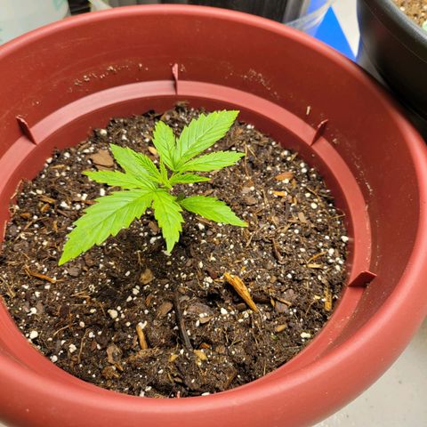 White Widow Red growlog timeline photo