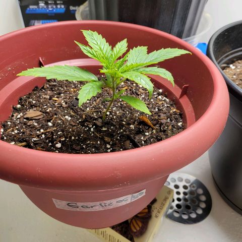 White Widow Red growlog timeline photo