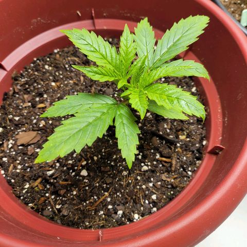 White Widow Red growlog timeline photo