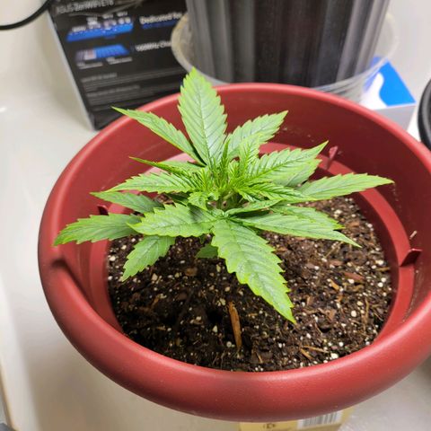 White Widow Red growlog timeline photo