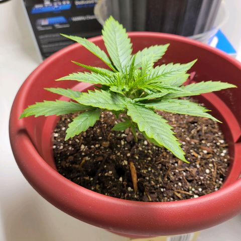 White Widow Red growlog timeline photo