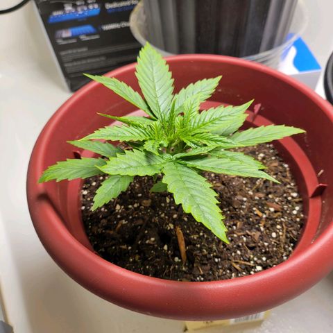 White Widow Red growlog timeline photo