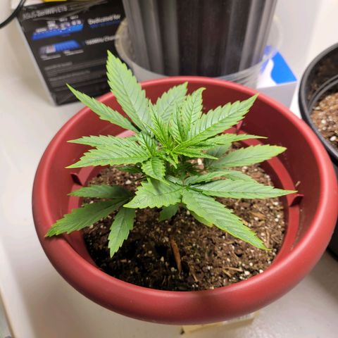 White Widow Red growlog timeline photo