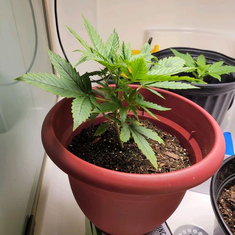 White Widow Red growlog timeline photo