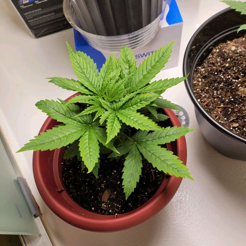 White Widow Red growlog timeline photo