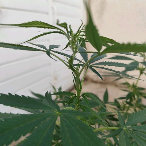 Julia growlog timeline photo