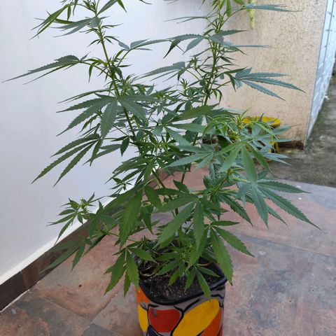 Julia growlog photo: Apenas registro de evolução 