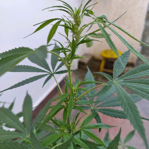 Julia growlog photo: Apenas registro de evolução 