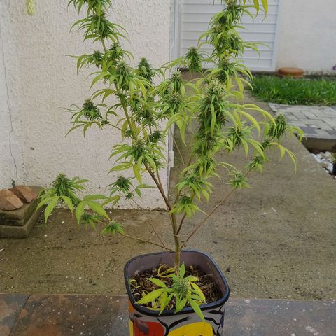 Julia growlog photo: Registro