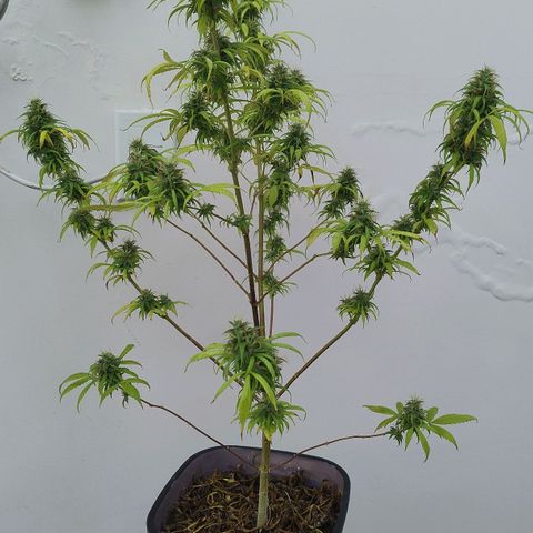 Julia growlog photo: Registro
