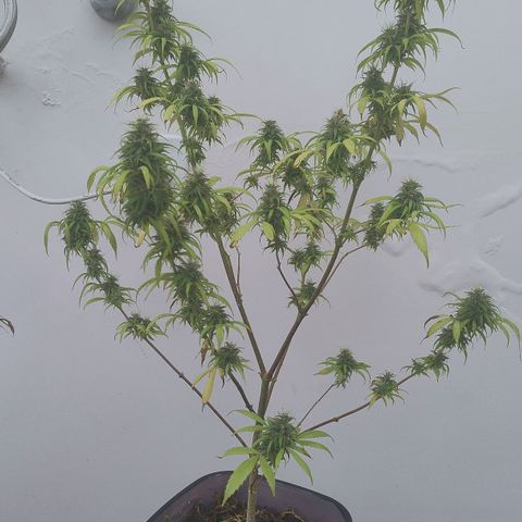 Julia growlog timeline photo