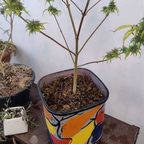 Julia growlog photo: Adicionado musgo próprio de coleta como cobertura. 