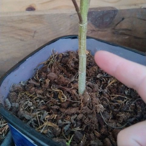 Julia growlog photo: Colheita de 3 galinhos