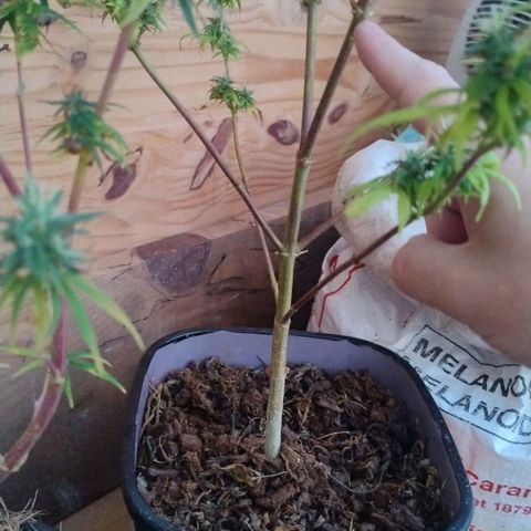 Julia growlog photo: Colheita de 3 galinhos