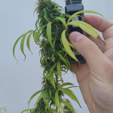 Julia growlog photo: Colheita