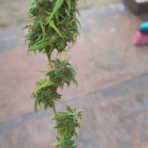 Julia growlog timeline photo
